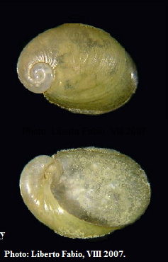 Daudebardia (Daudebardia) brevipes sicula Bivona, 1839
